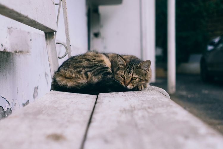 Jumlah Kucing di Dunia dan Tantangan Overpopulasi